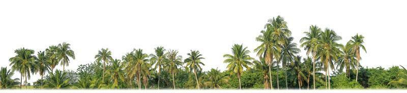 palm bomen in zomer Aan wit achtergrond met knipsel pad en alpha kanaal. foto