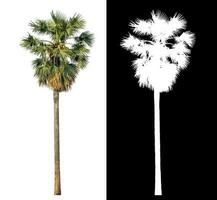 suiker palm met knipsel pad en alpha kanaal Aan zwart achtergrond. foto