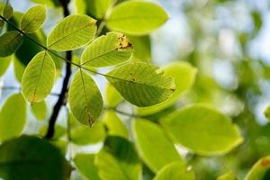 groene boombladeren in de lente foto