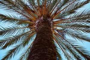 palmboom in de natuur foto