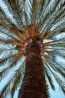 palmboom in de natuur foto