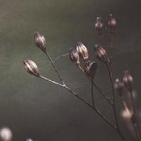 droge bloem plant in herfst seizoen foto