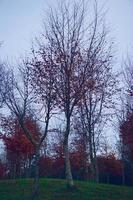 bomen met rode bladeren in de herfstseizoen