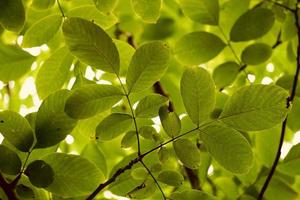 groene boombladeren in de lente foto