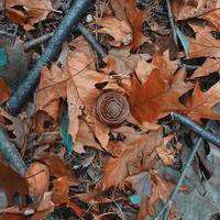 bruine bladeren en dennenappel in het winterseizoen foto