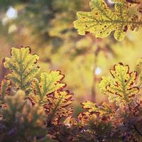 boom bruine bladeren in het herfstseizoen foto