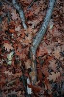 droge bruine bladeren en boomtakken foto