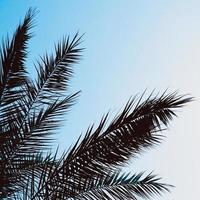 palmboom laat achtergrond