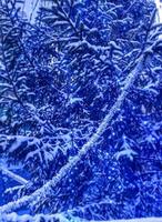 een magisch beeld van een sneeuwblauwe spar met een slinger van lichtjes foto