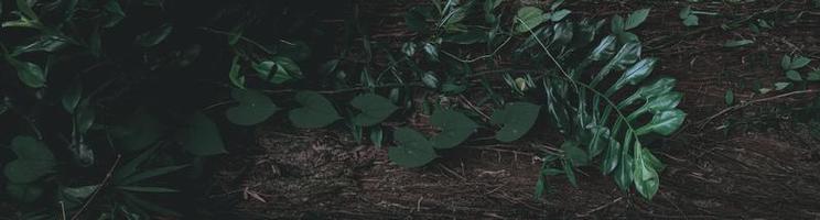 tropisch groen blad donker toonthema als achtergrond foto