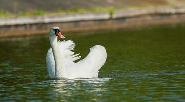 mooi wit zwaan Aan de meer. zwaan met hart vormig Vleugels in de water. foto