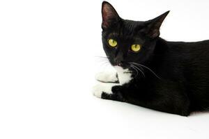 schattig zwart harig kat met geel ogen aan het liegen geïsoleerd Aan wit en op zoek in camera. foto