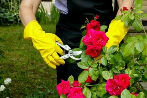 vrouw handen in handschoenen besnoeiing bloeiend rozen voor een boeket met snoeischaar Aan een zomer zonnig dag foto