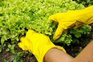 gehandschoende handen plukken sla bladeren van de tuin foto