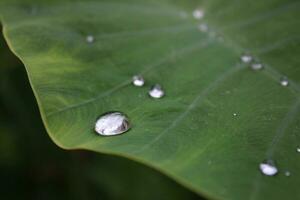 regen water laten vallen Aan de groen blad. foto