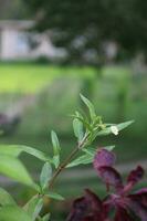 wit bloem met groen blad. ook bekend net zo medisch fabriek. detailopname visie foto