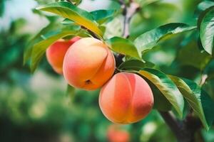 natuurlijk fruit. perziken groeit Aan een boom in de zomer. vers perziken Aan boom takken. heerlijk en gezond biologisch voeding. tuin met rijpte vruchten. kopiëren ruimte. generatief ai. foto