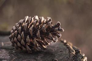 dennenappel voor het nieuwe jaar in het bos foto