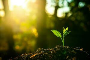 plant, zaailingen toenemen in bodem met zon licht. aanplant bomen naar verminderen globaal opwarming. foto