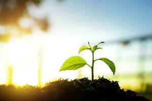 zaailing zijn groeit in de bodem met backdrop van de zonlicht. aanplant bomen naar verminderen globaal opwarming. foto