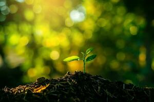 zaailing zijn groeit in de bodem met backdrop van de zonlicht. aanplant bomen naar verminderen globaal opwarming. foto