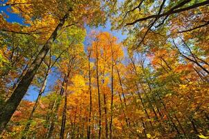 herfstkleuren in het bos foto