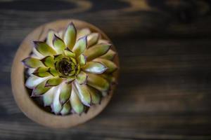 shot van een groene aloë succulente plant op een houten achtergrond foto