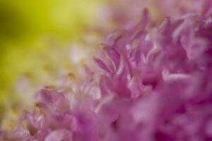 kleurrijk delicaat herfst bloemen in een groot detailopname in de warm zonneschijn foto