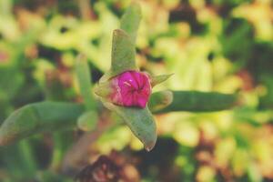 origineel rood bloem in detailopname in natuurlijk leefgebied tussen groen bladeren foto