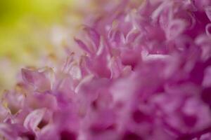 kleurrijk delicaat herfst bloemen in een groot detailopname in de warm zonneschijn foto