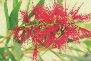 origineel rood bloem in detailopname in natuurlijk leefgebied tussen groen bladeren foto