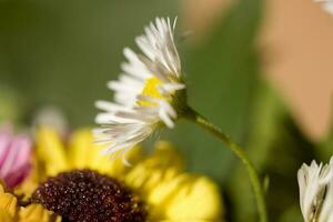 kleurrijk delicaat herfst bloemen in een groot detailopname in de warm zonneschijn foto