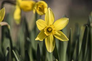 eerste lente bloemen gele narcissen foto