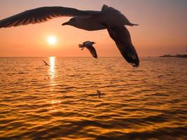 een zeevogel meeuwen vliegen weg in de geweldige zonsondergang foto