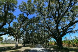 wormsloe plantage - savanne, Georgië foto