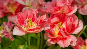 bloesems in bloeien een verbijsterend vitrine van park tuin bloemen foto