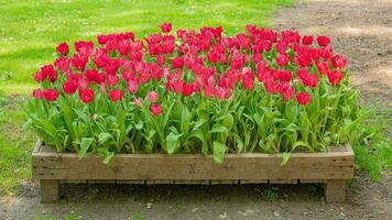 bloesems in bloeien een verbijsterend vitrine van park tuin bloemen foto