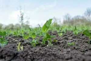 jong spruiten van een erwt fabriek in een groente tuin in voorjaar detailopname - selectief focus foto