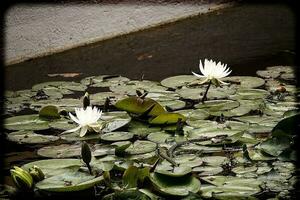 wit bloemen water lelies groeit tussen groen bladeren in een tuin vijver foto