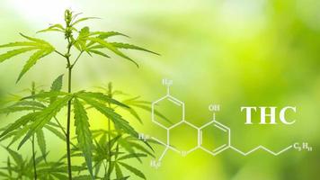 thc cannabis behang voor medische doeleinden