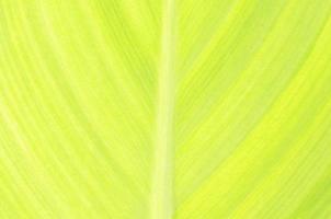 groene blad abstracte achtergrond textuur foto