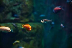 zee vissen in de diep aquarium, zee leven foto