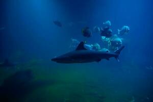 haai en andere zee vissen in aquarium, zee leven foto