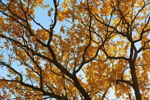 herfst boom met een gouden bladeren tegen blauw lucht foto