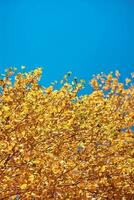 herfst boom met een gouden bladeren tegen blauw lucht foto