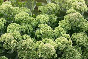 groen bloemen van sedum in tuin. voorjaar of zomer plantkunde achtergrond. zonnig dag. monochroom foto