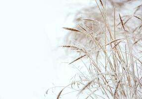 abstract natuurlijk achtergrond bevroren gras in een vervagen, Aan een natuurlijk besneeuwd achtergrond. winter seizoen, verkoudheid ijzig weer foto