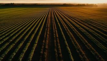 zonsondergang over- tarwe veld, agrarisch groei in overvloed gegenereerd door ai foto