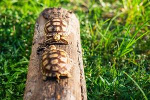 twee sukata-schildpadden in het bos foto