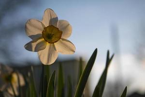 behang witte narcis in het tegenlicht van de ondergaande zon foto